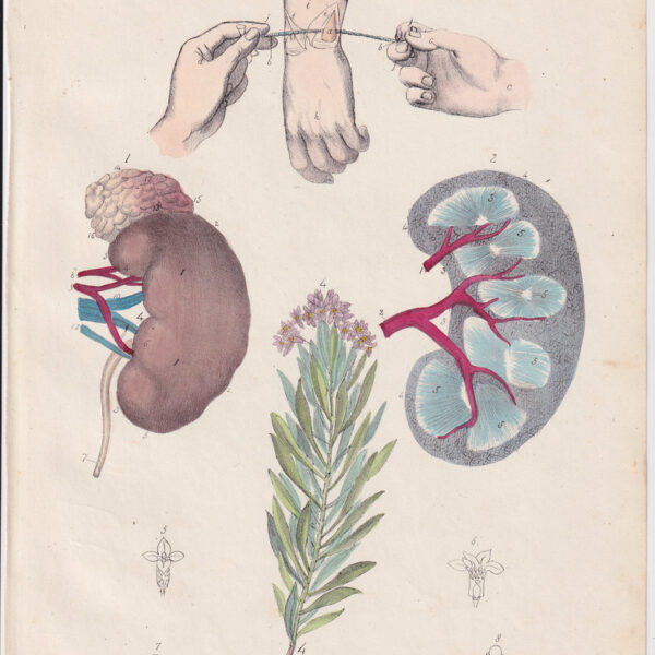 Tavola anatomica, reni 1839