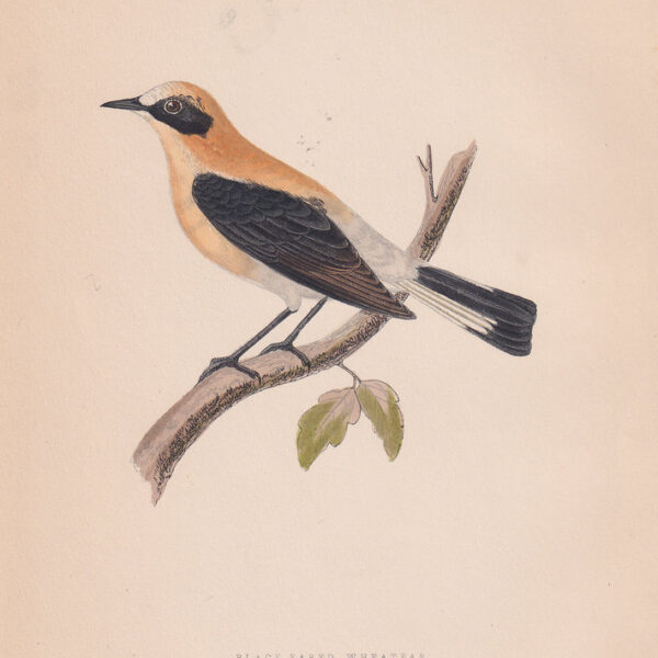 Monachella, Black-Eared Wheatear, 1875