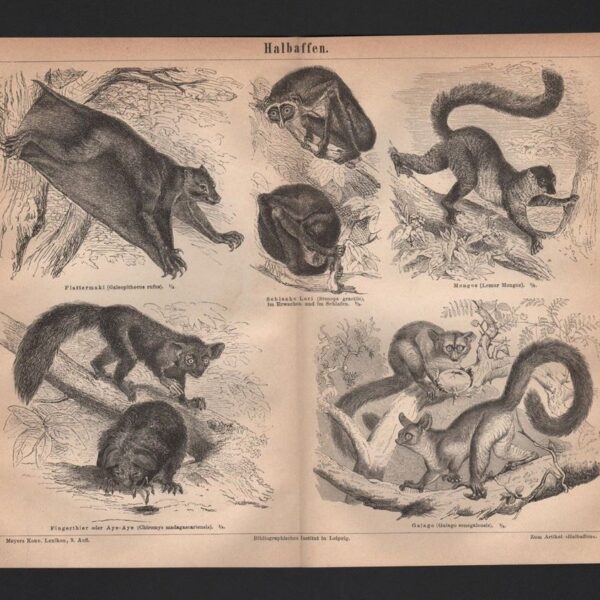 Scimmie, lemuri, 1890