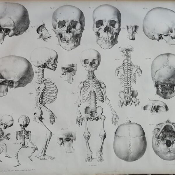 F.Bertinatti, Anatomia, Scheletro, cranio, ossa, 1839