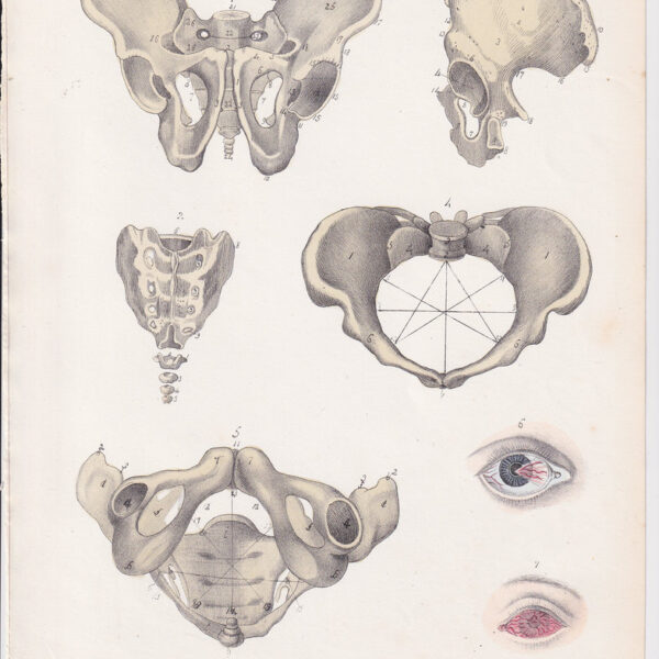 Tavola anatomica, ossa, bacino, vertebre, 1839