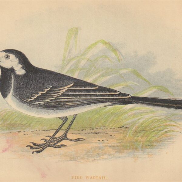 Ballerina bianca o batticoda (Pied Wagtail), 1853