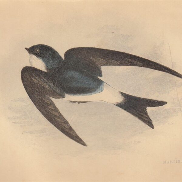 Rondine (Martin), 1853