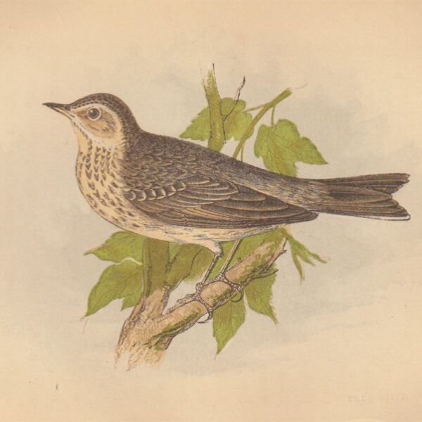 Prispolone (Tree Pipit), 1853