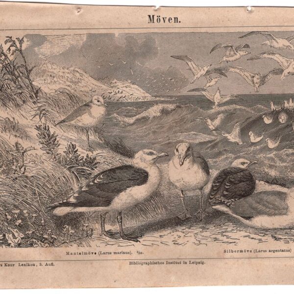 Mugnaiaccio, Gabbiano, 1890