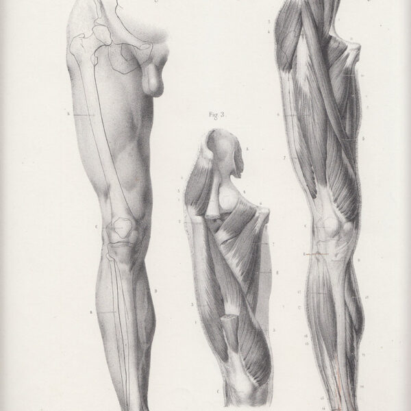 Anatomia, Gambe, Muscoli, 1865