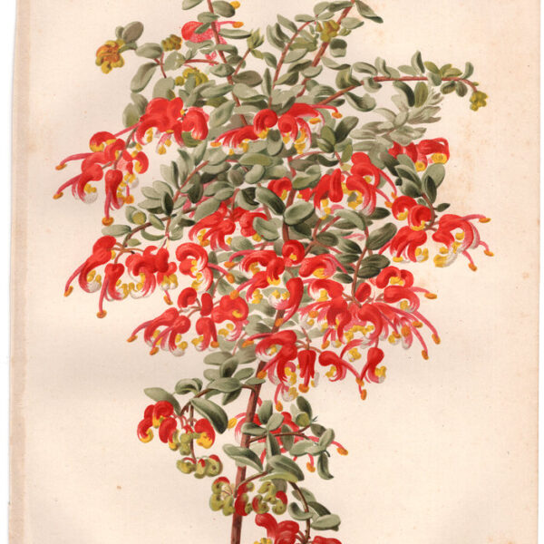 Grevillea, Cromolitografia, 1887