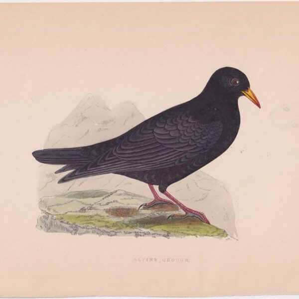 Gracchio Alpino, Alpine Chough, 1875
