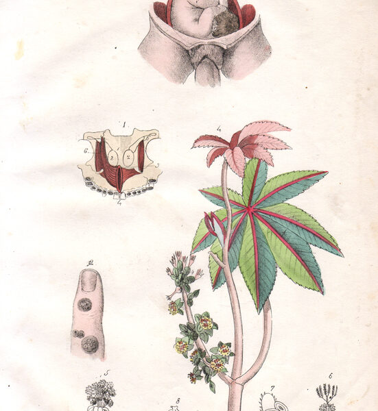 Tavola anatomica, riproduzione, ginecologia, 1839