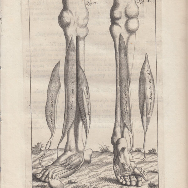 Anatomia umana, Muscoli delle gambe e piedi 1684
