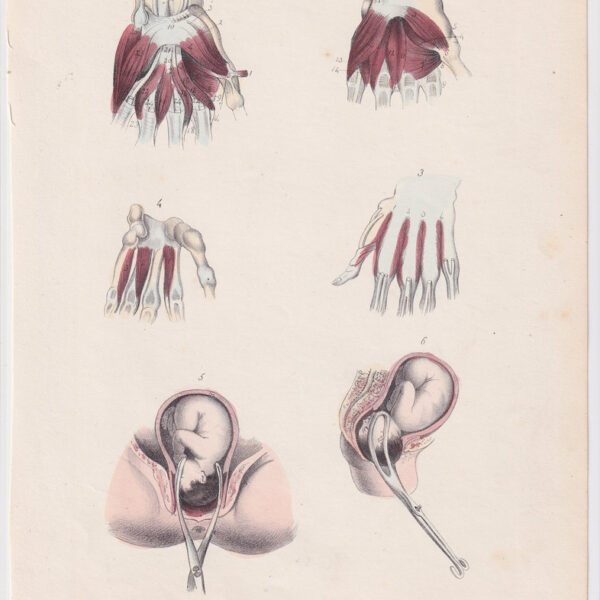 Tavola anatomica, ginecologia, muscoli, 1839