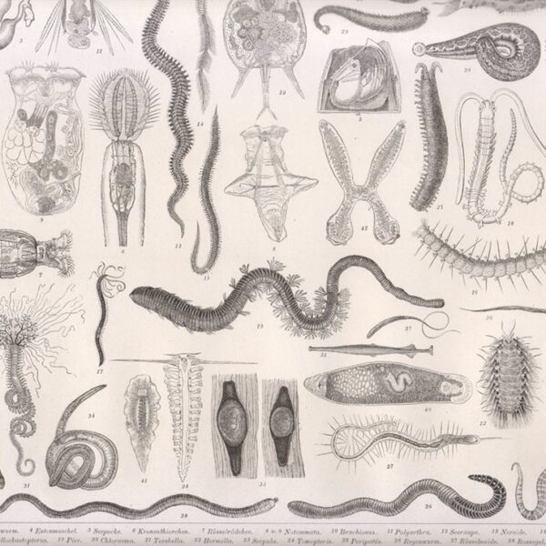 Tavola zoologica, Vermi, 1850