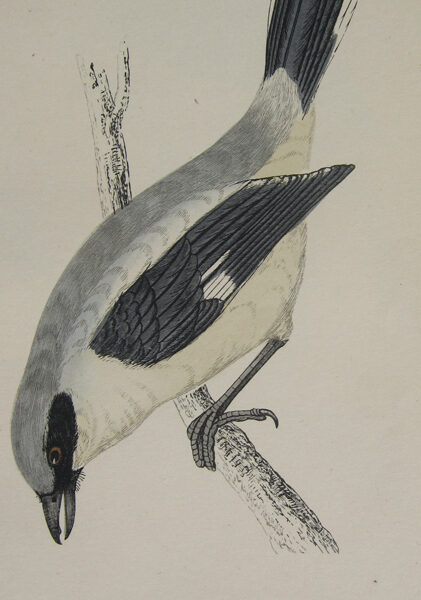 Averla maggiore, 1870