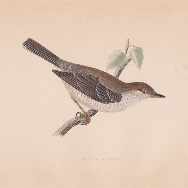 Bigia Padovana, 1875