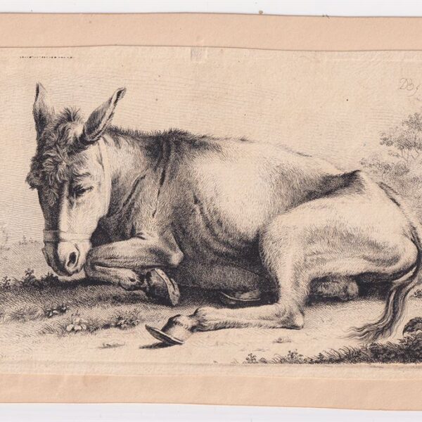 Mulo, bulino del XVIII secolo