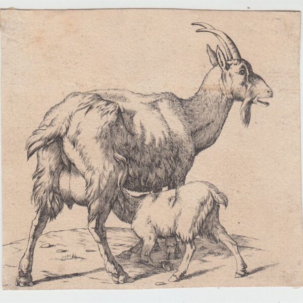 Nicolaes  Berchem Animalia, Capre