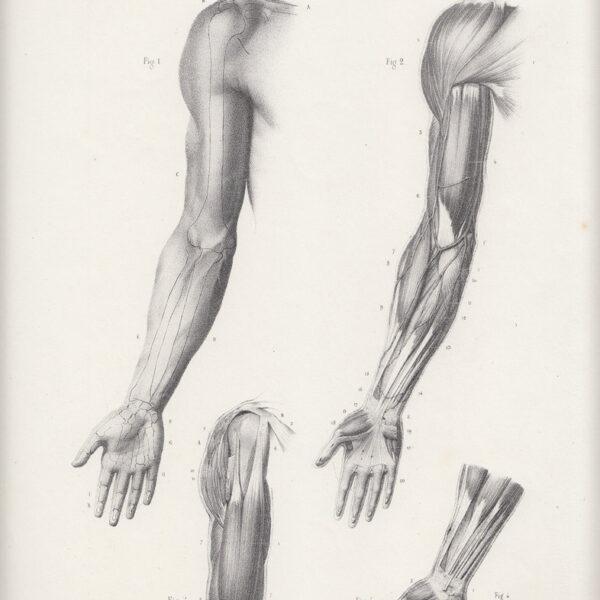Arti, Mano, Muscoli, 1865