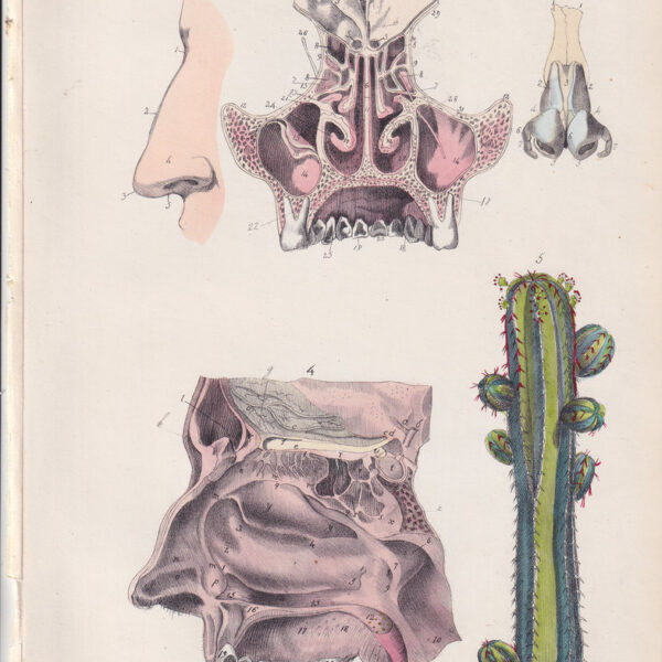 Tavola anatomica, naso, bocca, cactus, 1839