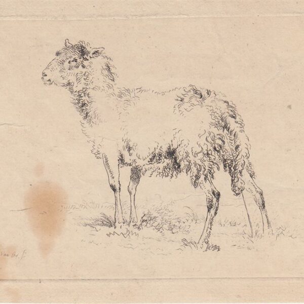 Pecora, XVIII secolo