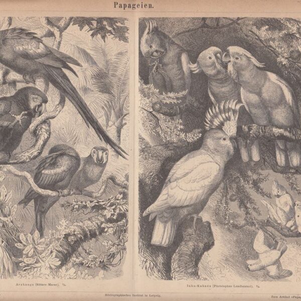 Pappagalli, 1890