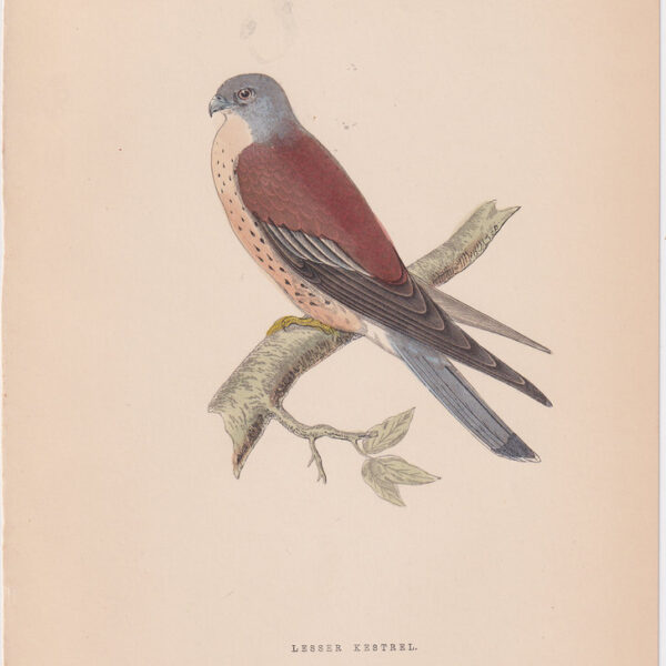 Falco Naumanni, 1875