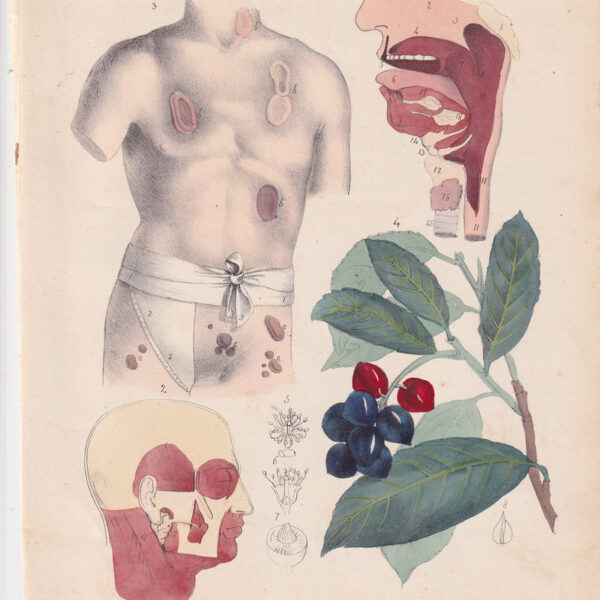 Tavola anatomica, bocca, 1839
