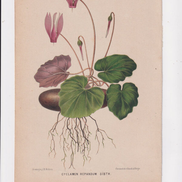 Ciclamino, Cromolitografia, 1867
