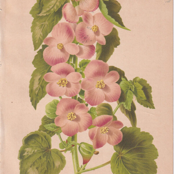 Begonia, Cromolitografia, 1883