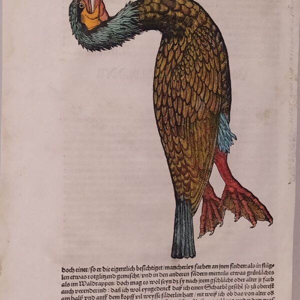 Conrad Gessner (Zurigo, 1516 - 1565) Tavola Ornitologica tratta da Historiae Animalium
