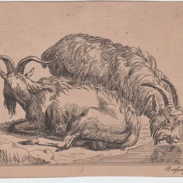 Nicolaes Berchem Animalia, Capre