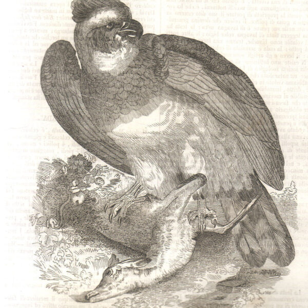 Aquila destructor grande Arpia, 1840