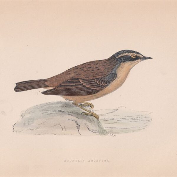 Prunella Montanella, 1875