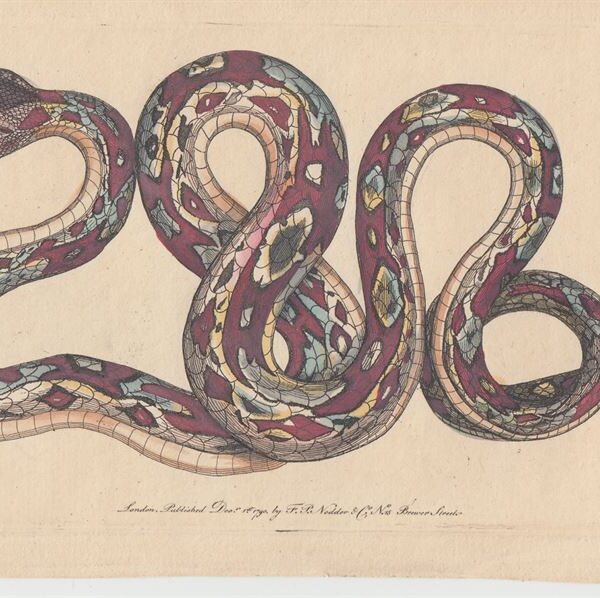 Erpetologia, Serpente, XIX secolo