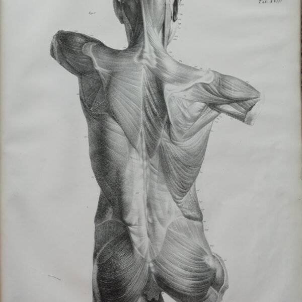 F.Bertinatti, Anatomia, corpo, muscoli, 1839