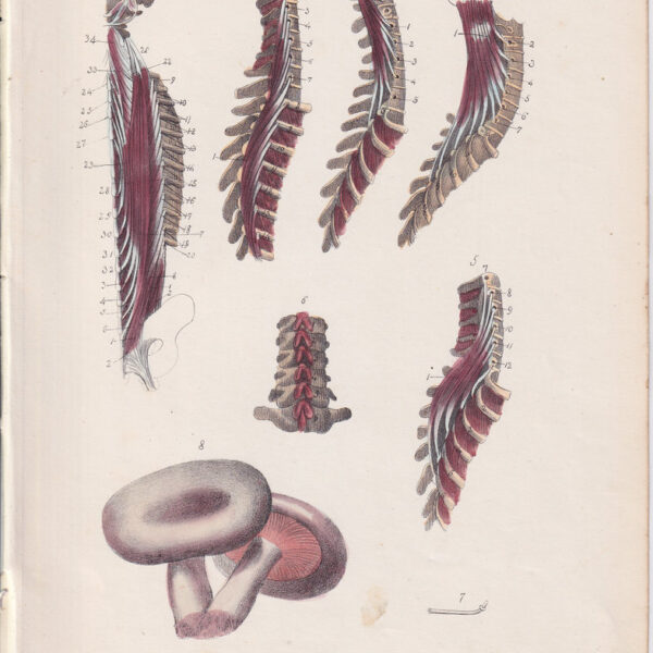 Tavola anatomica, vertebre, funghi, 1839