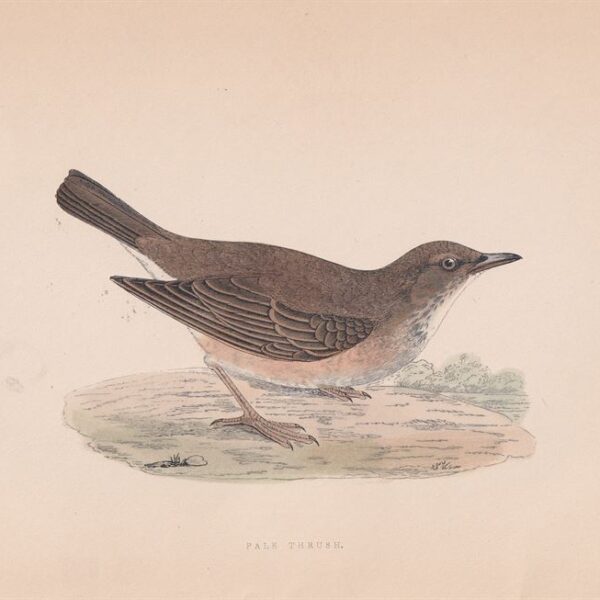 Tordo Pallido, Pale Thrush, 1875