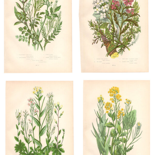 Gruppo di 4 stampe di fiori, 1860