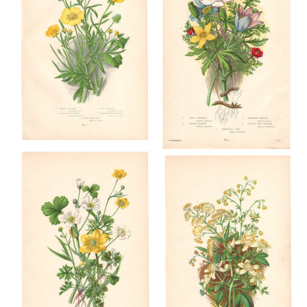 Gruppo di 4 stampe, 1860