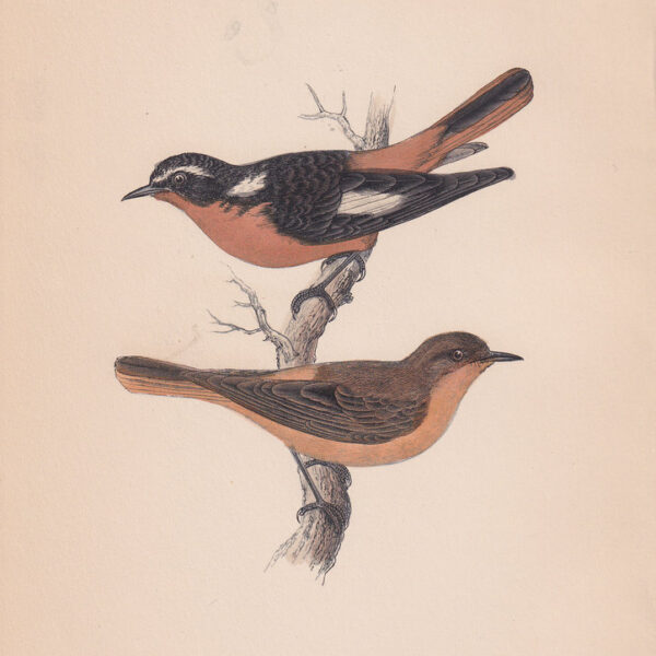 Codirosso di Moussier, 1875