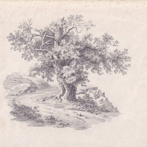 Un albero, Matita su carta, XIX-XX secolo