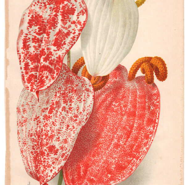 Anturio, Cromolitografia, 1887