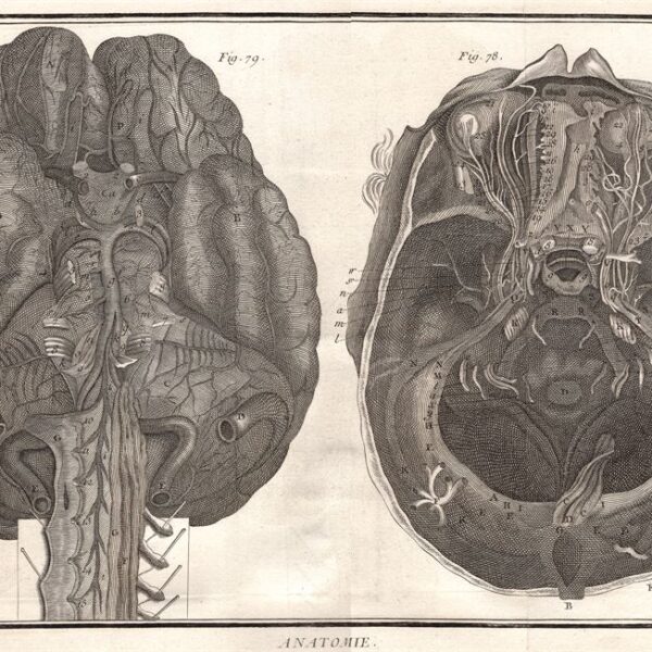 Diderot e D'Alembert,1778, anatomia cervello visione interna