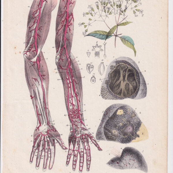 Tavola anatomica, apparato circolatorio, 1839