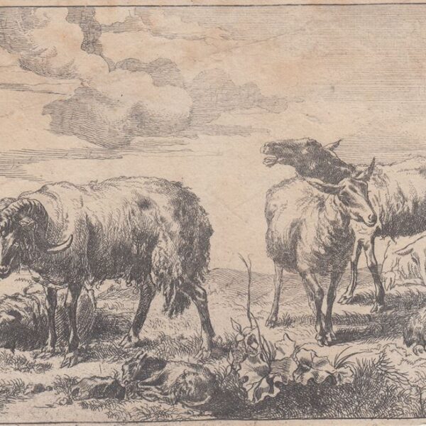 Anonimo, Capre, XIX secolo