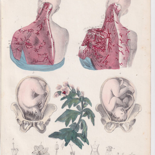 Tavola anatomica, ginecologia, nervi, 1839