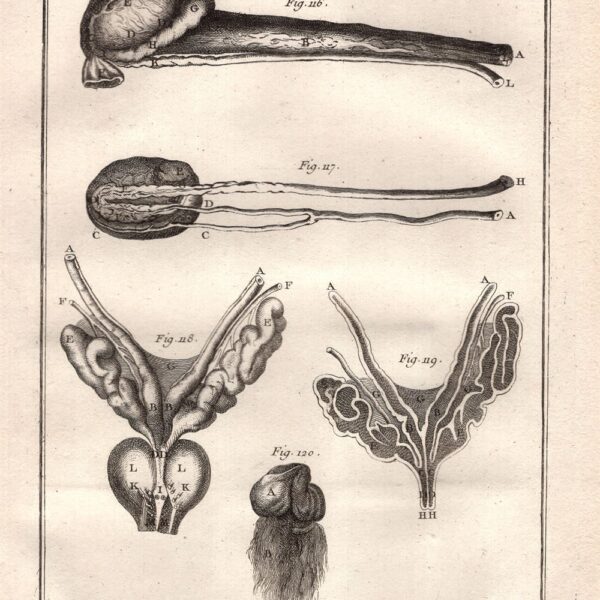 Diderot e D'Alembert, 1778 apparato riproduttore ovaio