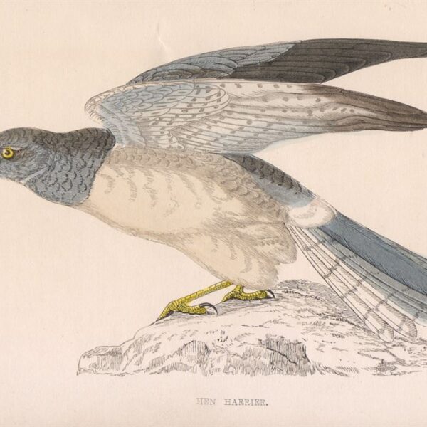 Albarella reale, 1870