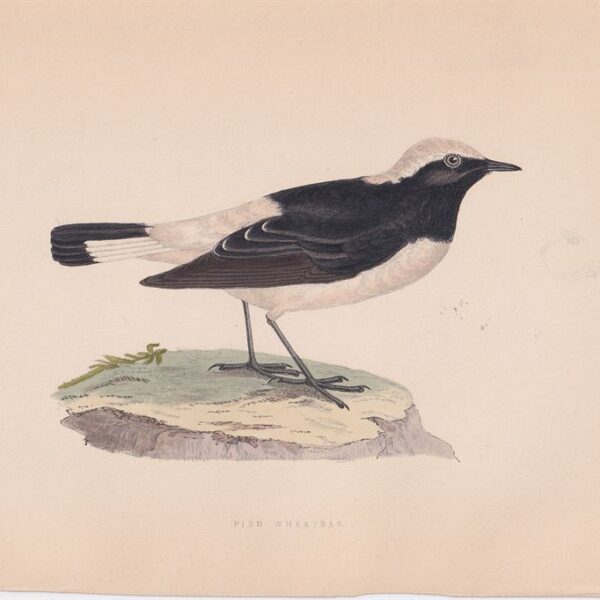 Monachella Dorsonero, 1875