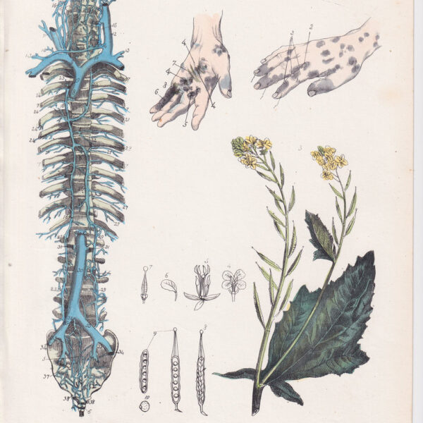 Tavola anatomica, colonna vertebrale, 1839