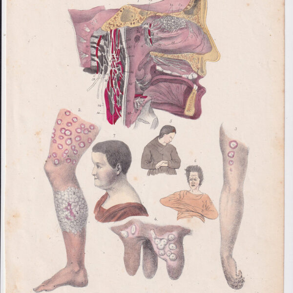 Tavola anatomica, apparato circolatorio,1839